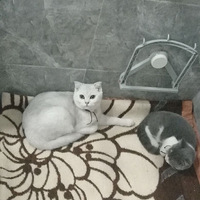 �⻹�Ǽ���  ��ֱ�ǻ����г�