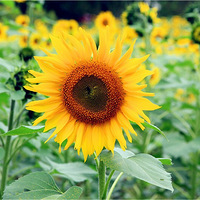 �����̵��İ�Ķ����������