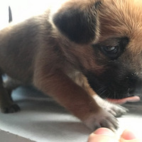 ��Ѱ����С�к����İ�����ʿ��