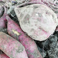 ���������Ҹ�ũ��ĳɹ���˳����ˮ����ץ��