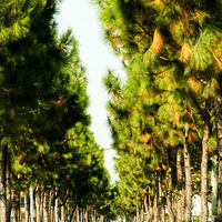 ����Ӱ��С������е����ִ�