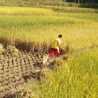 ��Ȯ��������