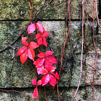 ����������������ĺ�����