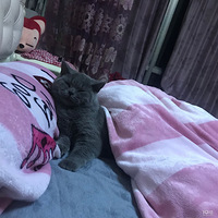 С��������Ǽ�è˯������ˮ��