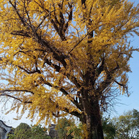 ÷�������ӻ