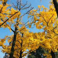 ʮ�����ӳ���