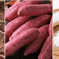 ���Ͻ�������ɽҩ��������