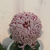 �ջ�����