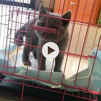 ��������С�� ���������