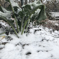 ��ֱ��������һҹ��ѩ ������˴��ų����ˣ����˾Ƽݻ��忨...