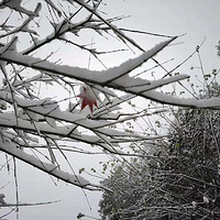 2018���ѩ����ʼ���յģ�����ѩ������