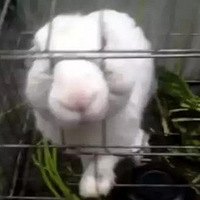 ���Ӽ���Ҳҧ�ˣ� ����1��Ůͯ��Ȼ������ҧ������ָ��