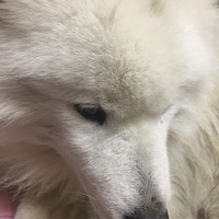 ��ԭ·��һֻ��Ħ����ʧ��������ϵ��18105735066