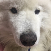 ����ĦҮһֻ�����˳ٳ��Ҳ�������ϲ���İ�����ʿ���Ժ�����ϵ