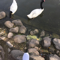 �Ϻ�Ұ������԰һ����