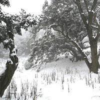 2018������һ��ѩ