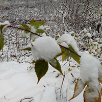 ɽ���ѩ���Ǵ󰡣�