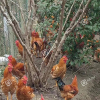 ����������������Լ�