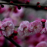 ÷�����Կຮ����