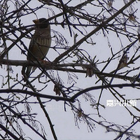 ���껹Ҫ�µ��µף��ϰ��¼���ƽ��һ���̫����Сʱ��