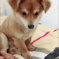 ���ɰ�Ư������԰Ȯ��������