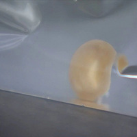 �ຣ����ͷ�ﳤ����ֻ��ʳ�Գ桱����ҽ����­׽�棡