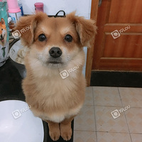 ���Ƽ��Լ۱ȸߵĹ�����è��