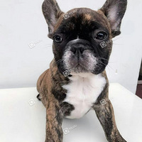 ���ɰ����ɰ�