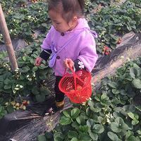 �������������Դ���ժ��ݮ��