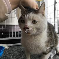 ˭��è�����߶��ˣ�����������