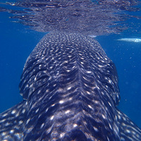 ����ɳ����籩���ɰ��ľ���