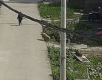 ׷��С�ƹ����� ����3���к�����ʧ�٣�������ʱ��Ȼ����