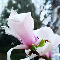 �蹫������