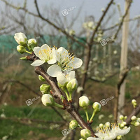 ��ɽ����ɽ���������ǿ�ɽ���˶�ʹ�˽��������֣�