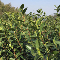 �ϱ���������������.���ֹ�����.ֱ���ļ�