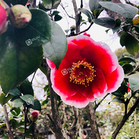 ��������׾��԰��һ��