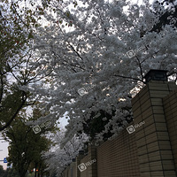 ����Ψ��ӣ����