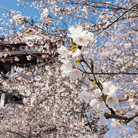 ��ɫӣ���� ������ͷ�~~~