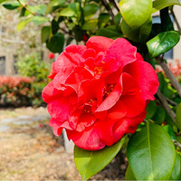 ����Я��Ц��������ò���Ҷ�������˻���