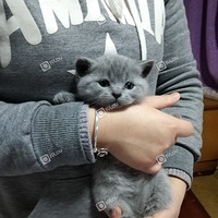 �Ҽ���è������