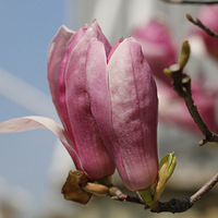 �����ʣ��滨�㣬��Ҷ������