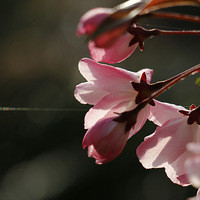 ���������еĲ���Ϧ��