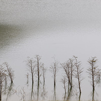 ӥ�����գ�����ǳ�ף�����˪�쾺���ɣ�