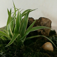 ���ֵ��ڵģ�����