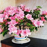 ����һ������������ĳɹ���ϣ�����ϲ����