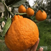 �Ĵ�üɽ������ʲô�۸�