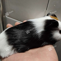 �Լ����ĺ������г�����