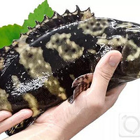 ֻ��Ҫ15�룬è���㶼���˽��ζ����