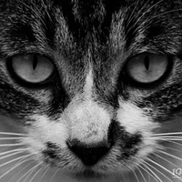 ��è��������綼�Ǻڰ׵�