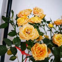 һ���ˣ���ֻ�����ö໨